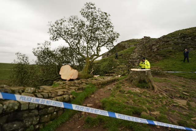 <p>Police investigations are continuing into how the famous tree at Sycamore Gap came to be felled (Owen Humphreys/PA)</p>