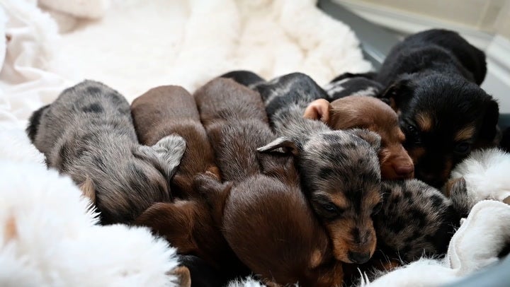 Puppy sales sausage dog