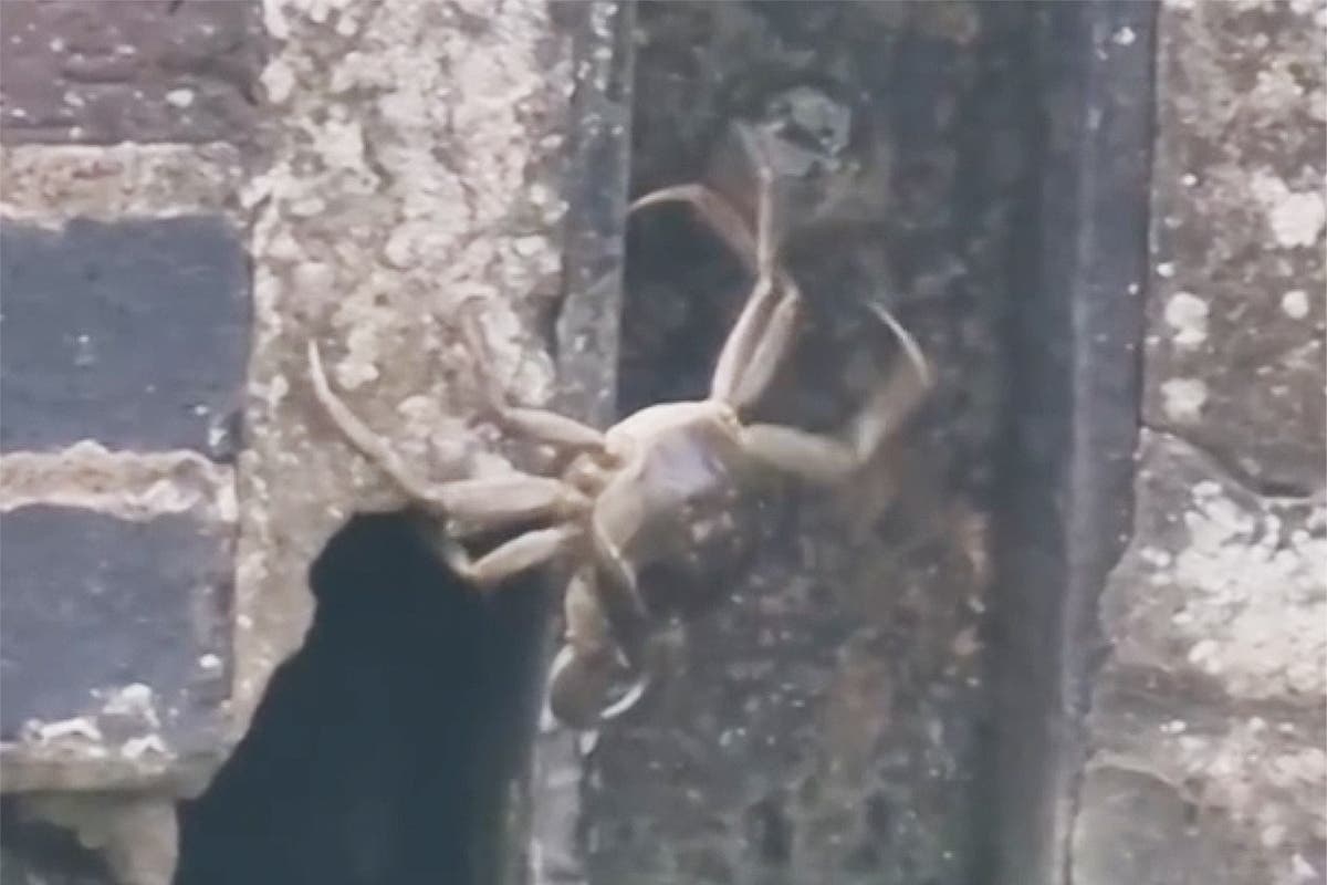 Invasive Chinese mitten crabs spotted in the UK