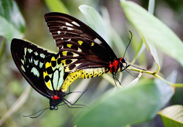<p>Two Cairns Birdwing butterflies sit together during the opening of the interactive butterfly habitat “Flutterbys” at Sydney Wildlife World June 27, 2007 in Sydney, Australia. (Photo by Ian Waldie/Getty Images)</p>