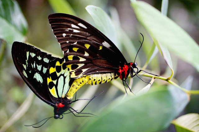 <p>Two Cairns Birdwing butterflies sit together during the opening of the interactive butterfly habitat “Flutterbys” at Sydney Wildlife World June 27, 2007 in Sydney, Australia. (Photo by Ian Waldie/Getty Images)</p>
