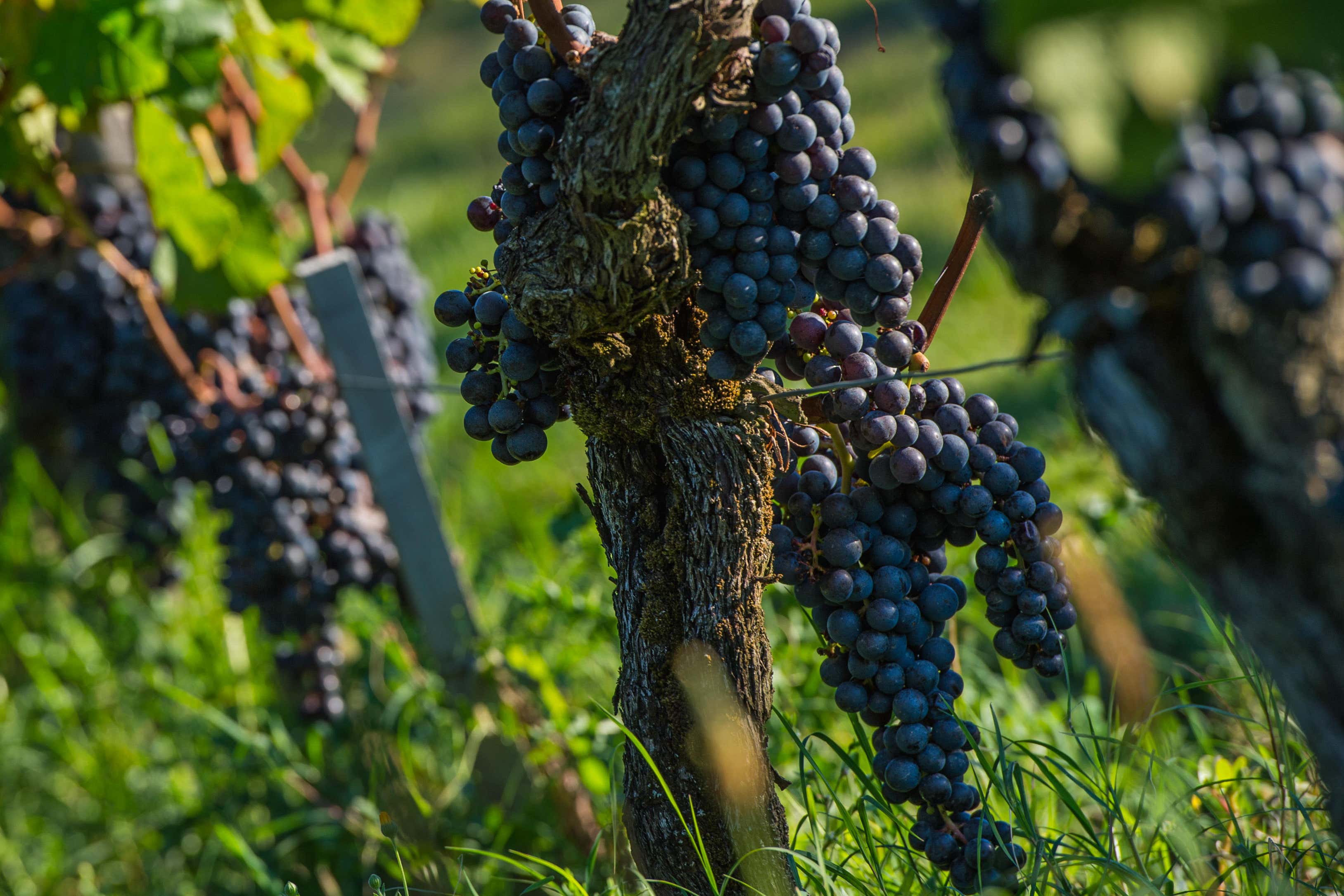 New research suggests weather plays an important role in creating a ‘good wine’ (Alamy/PA)