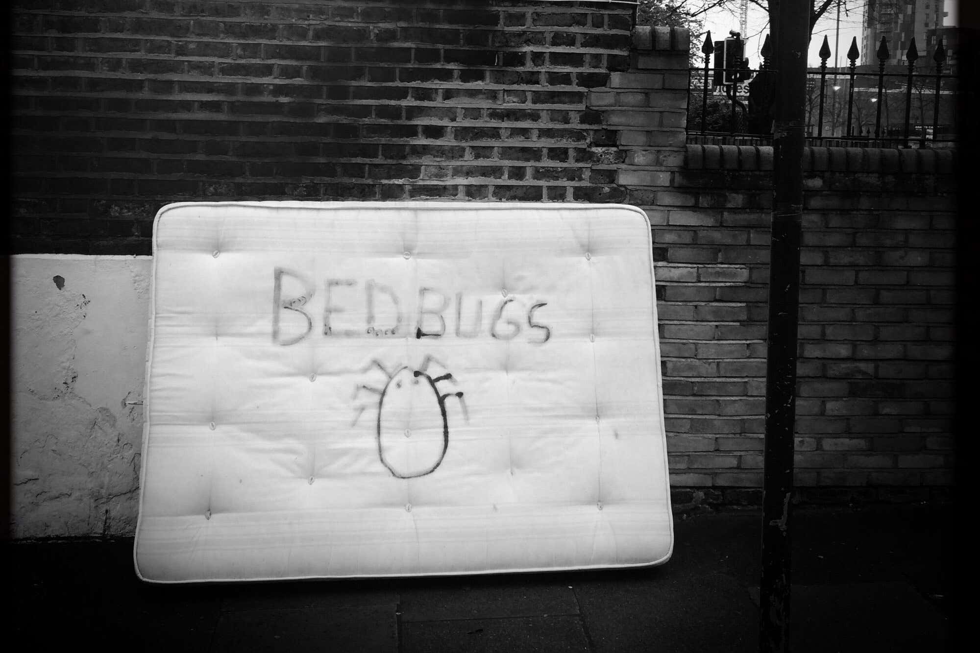 Everything you need to know about bedbugs as increase in