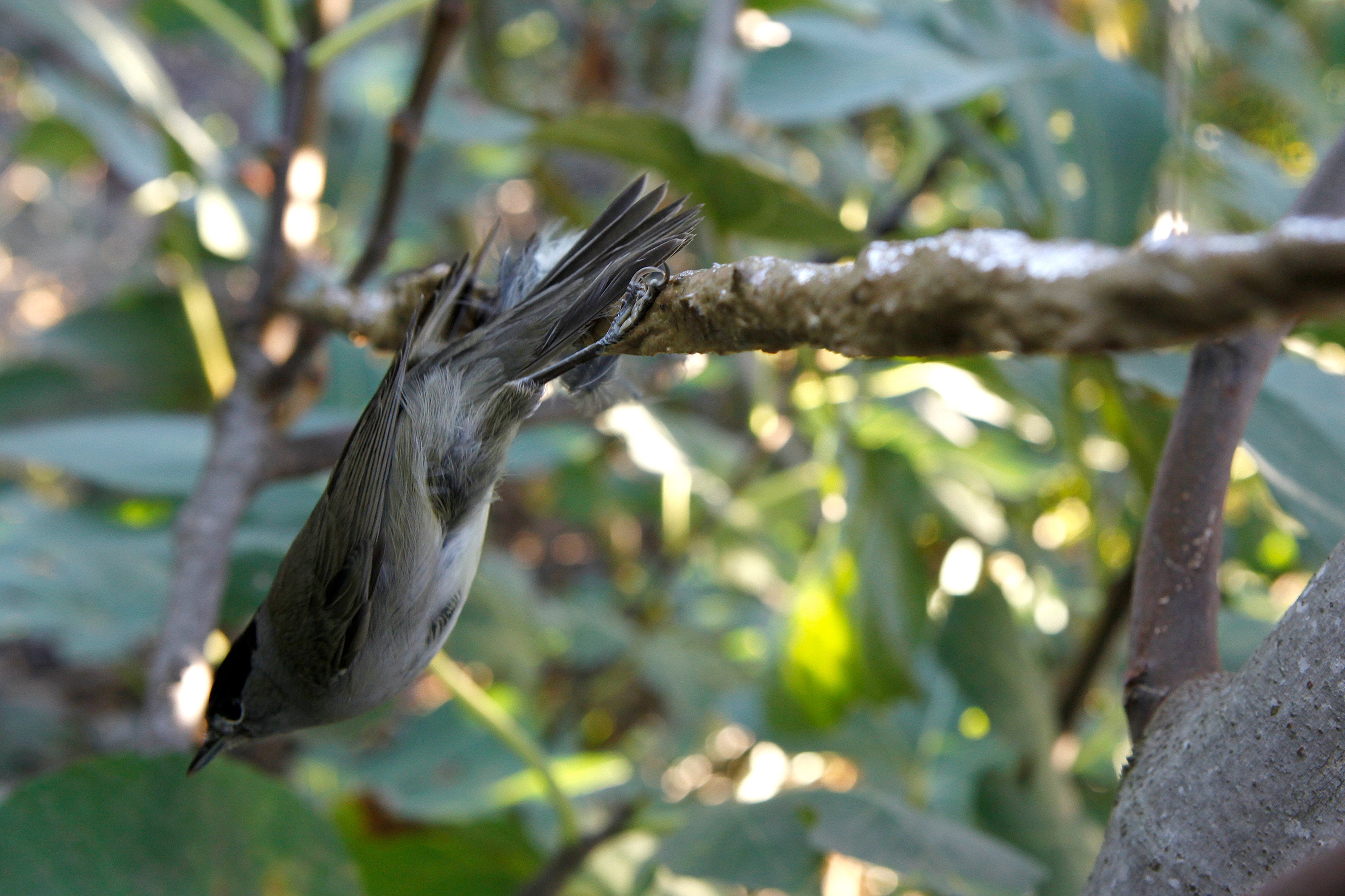 Cyprus Songbird Poaching