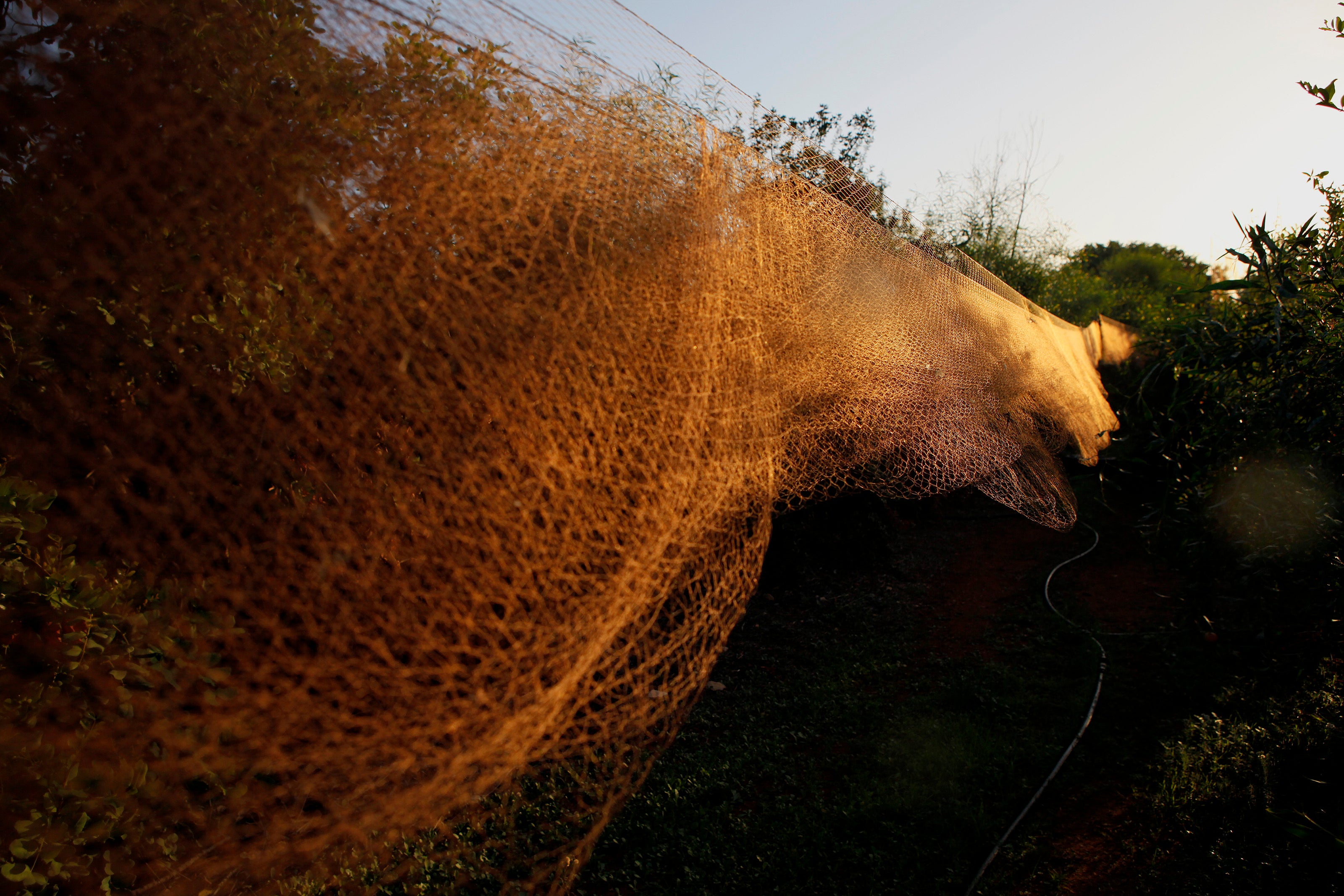 Cyprus Songbird Poaching
