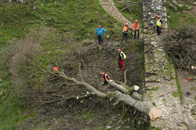 Work begins in the removal of the felled Sycamore Gap tree, on Hadrian’s Wall in Northumberland (Owen Humphreys/PA)