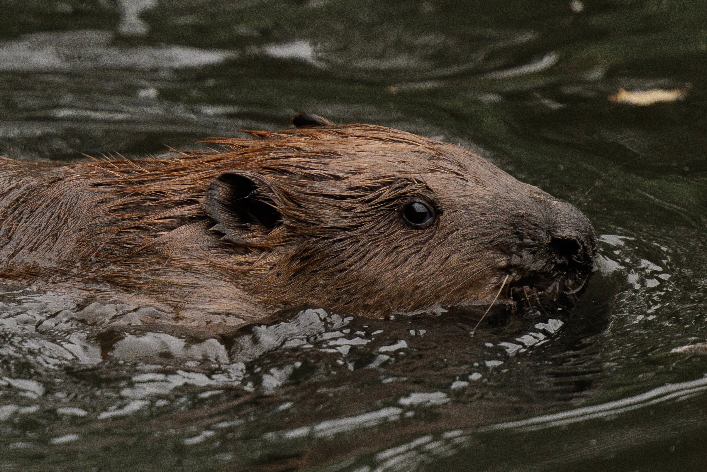 A beaver swims in a pond in west London after being released into a reserve