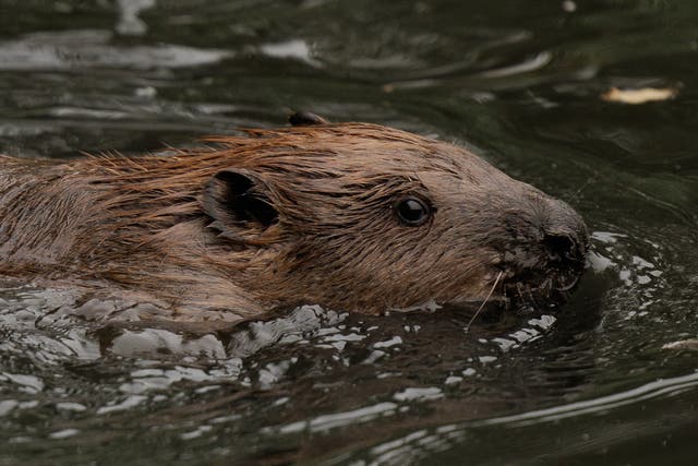 <p>A content beaver swims in a west London pond after being released</p>