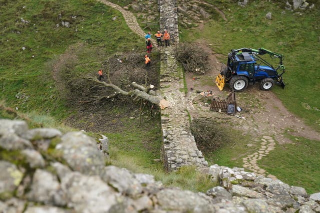 Work begins on the removal of the felled Sycamore Gap tree (Owen Humphreys/PA)
