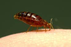 Bedbug panic ‘could have been spread by Russia’ French intelligence suggests