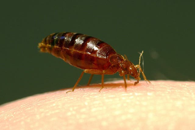 Pest control firms have said that the spread of bedbugs is ‘out of control’ (Richard Naylor/PA)