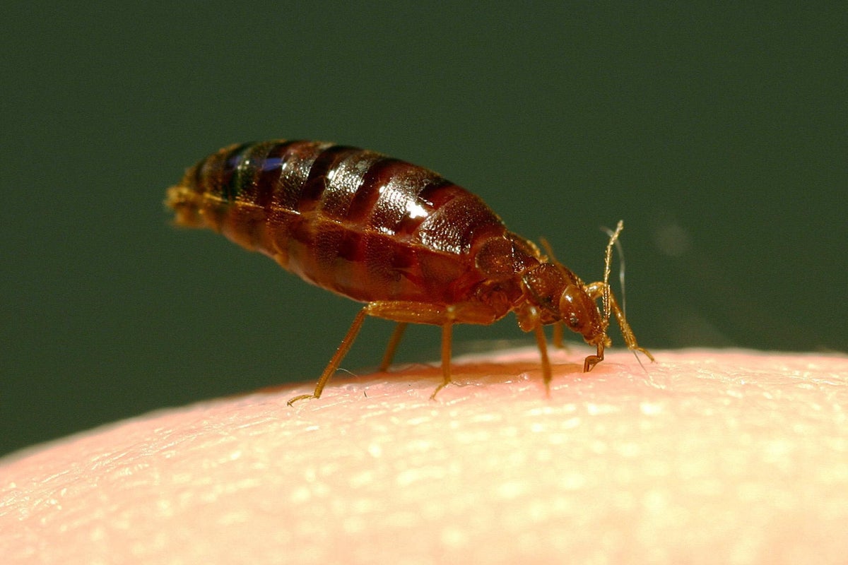 Bedbug panic ‘could have been spread by Russia’ French intelligence suggests