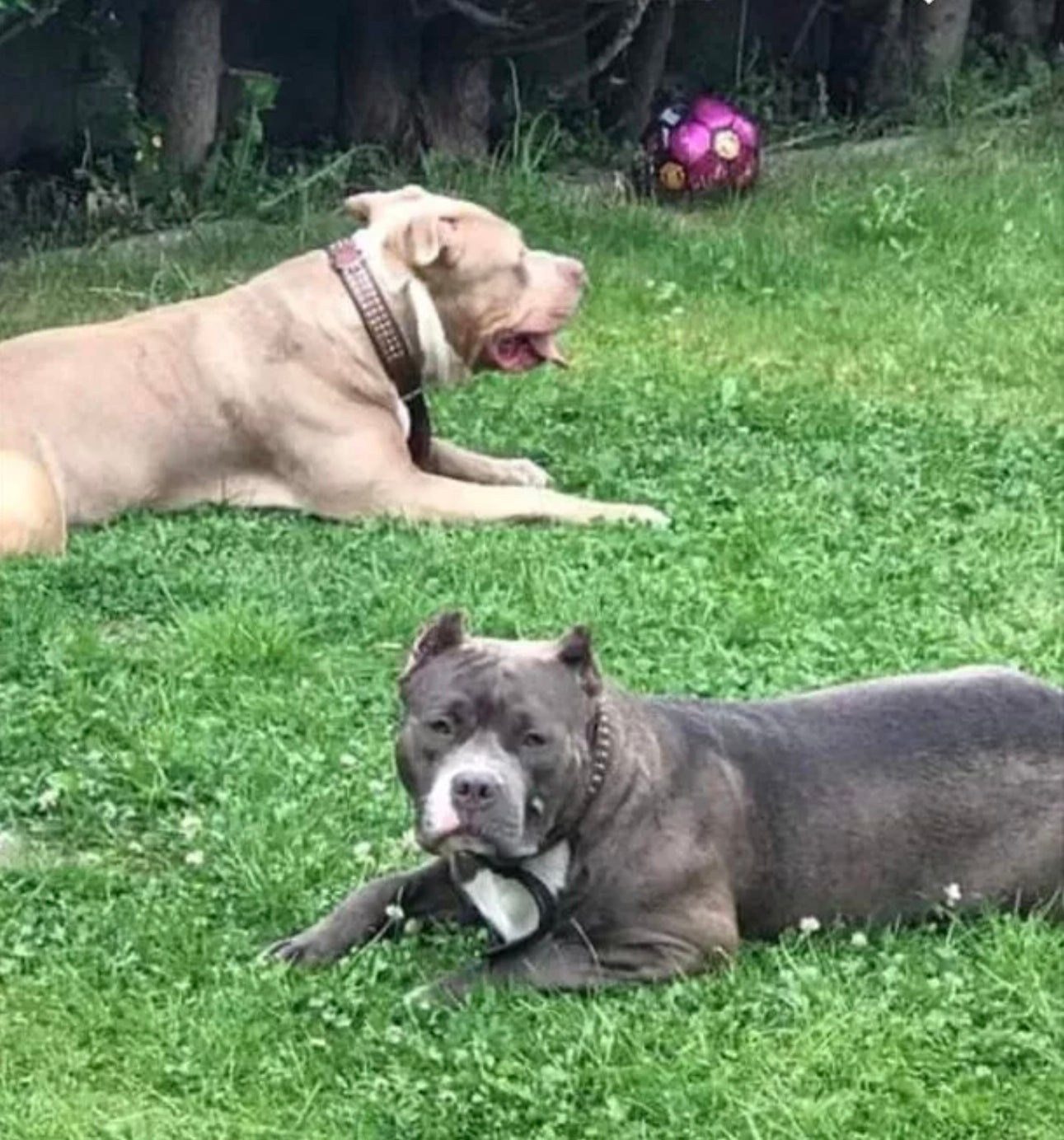 The two XL Bully dogs belonging to Marcus Walsh who attacked a woman and her puppy in Barry