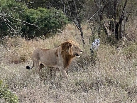 <p>Guests track lions on their evening hunt</p>