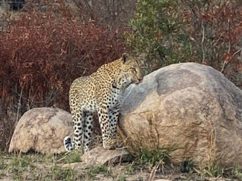 <p>Spotted: Cheetahs during a game drive</p>