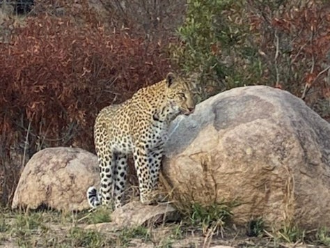  Cheetahs during a game drive</p>