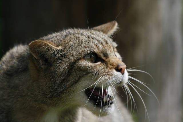 Nineteen wildcats were released into the wild in the Cairngorms National Park region in the summer (Alamy/PA)