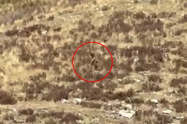 <p>Bigfoot sighting in Colorado</p>
