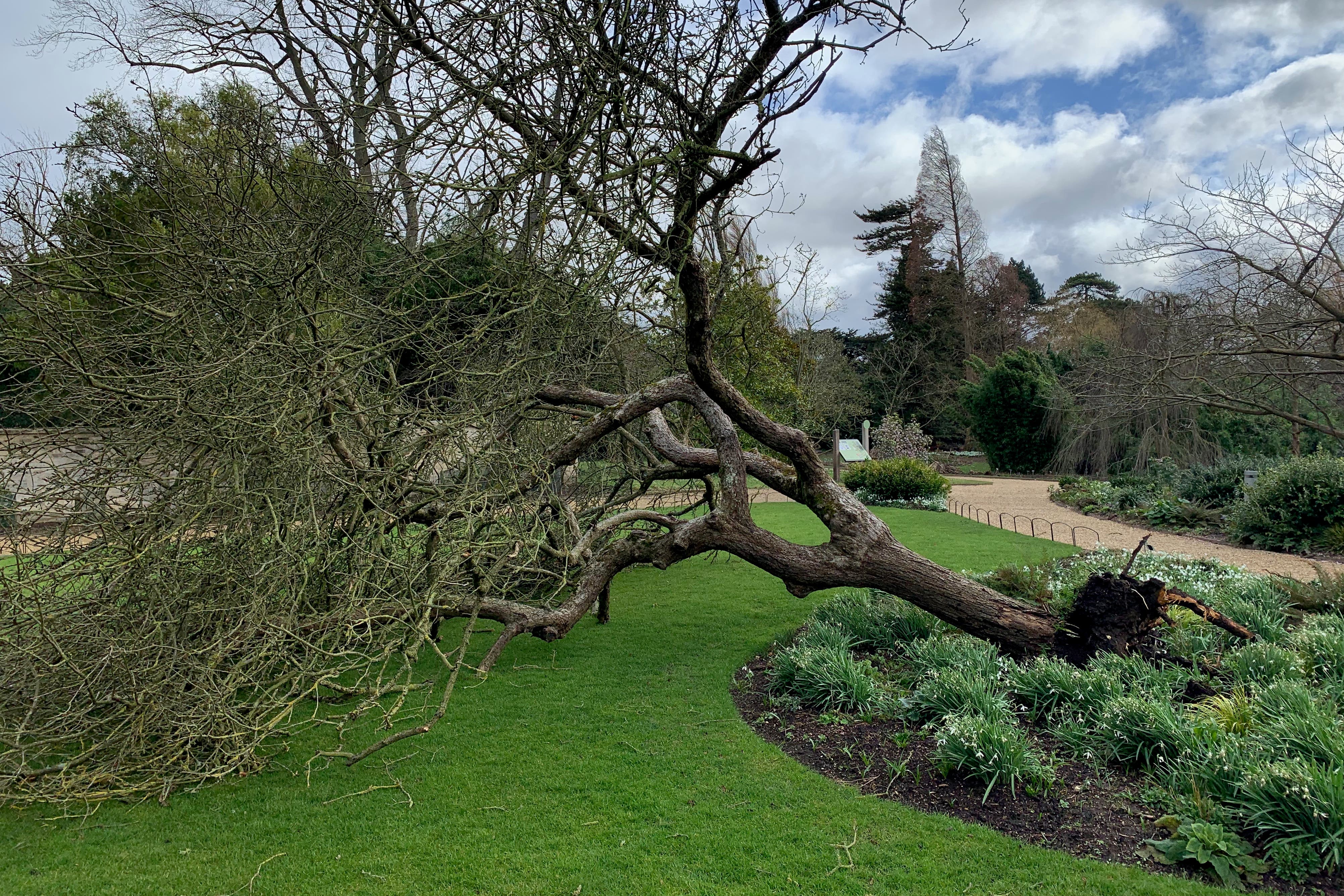 The tree at Cambridge University’s Botanic Garden, a clone of Sir Isaac Newton’s apple tree, fell in a storm in 2022 (Dr Sam Brockington/ PA)