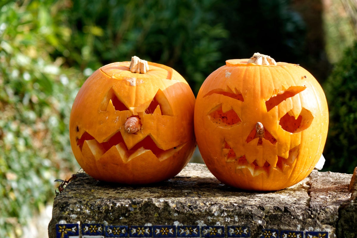 Halloween pumpkins – how to grow your own