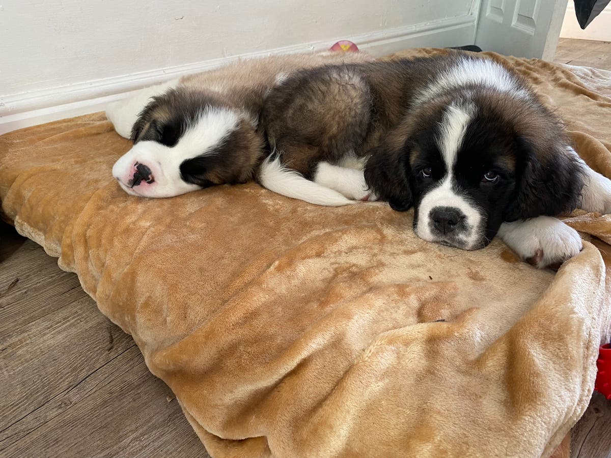 ‘Our St Bernard puppies attacked me twice. It broke my heart to have them put down’