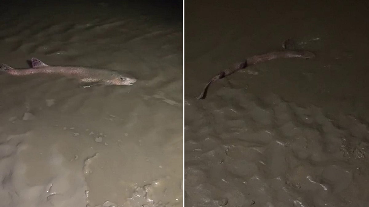 Brother and sister help shark found washed up on beach near Blackpool