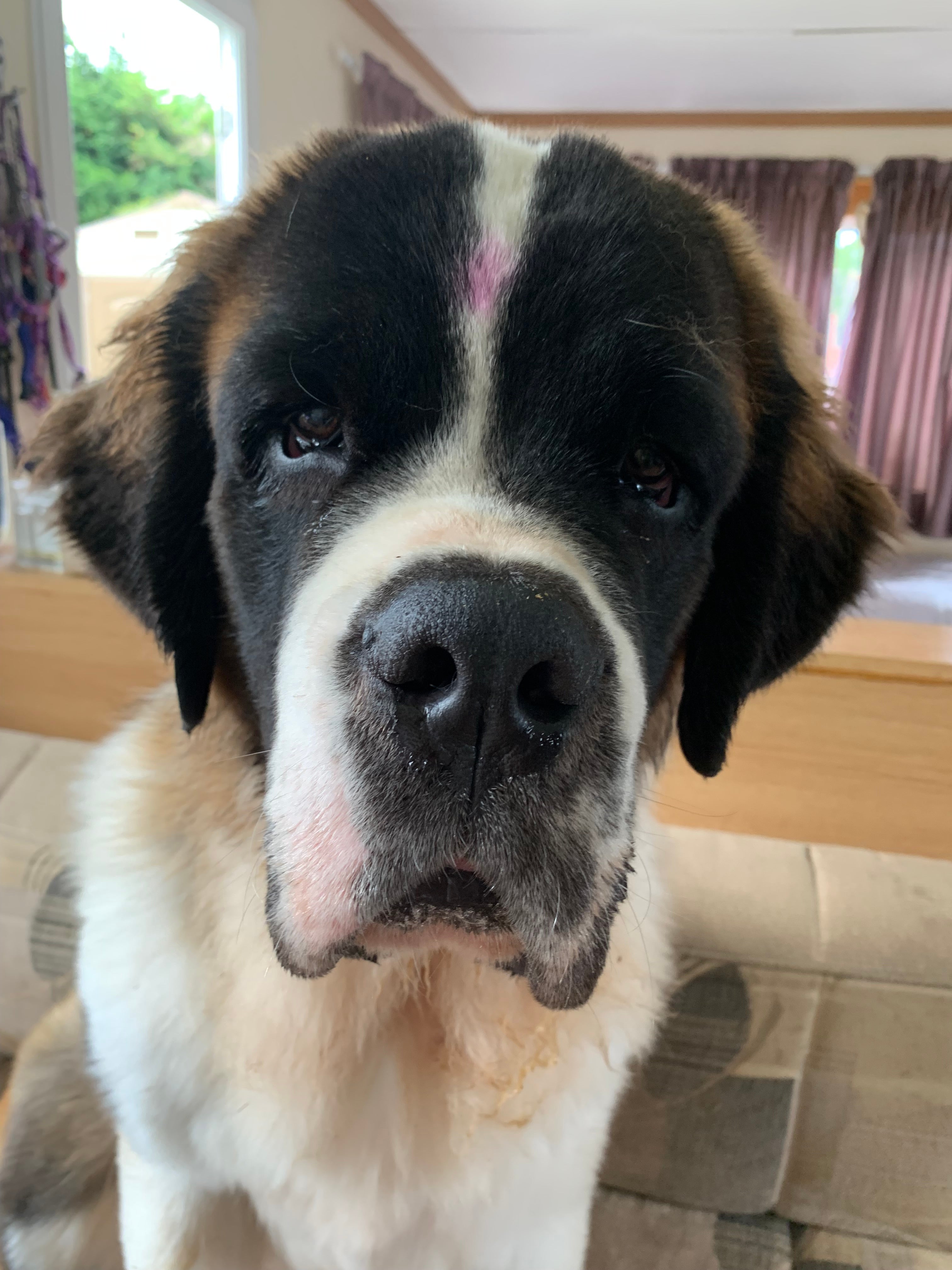 St bernard discount puppy biting