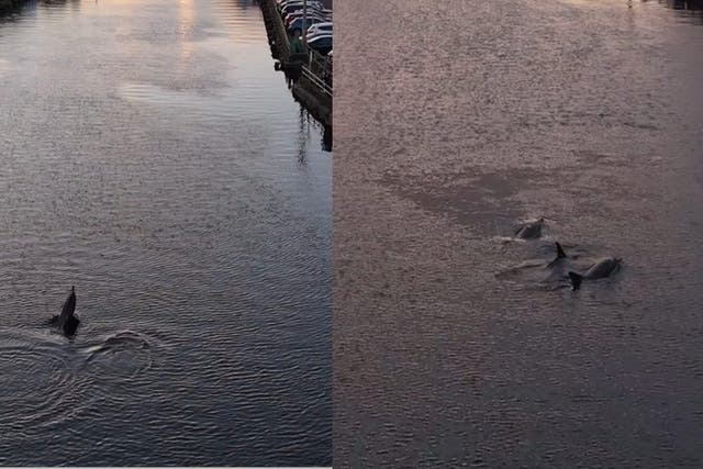The dolphins were spotted on the River Lee in Cork (ryanlynch_rl/Instagram)
