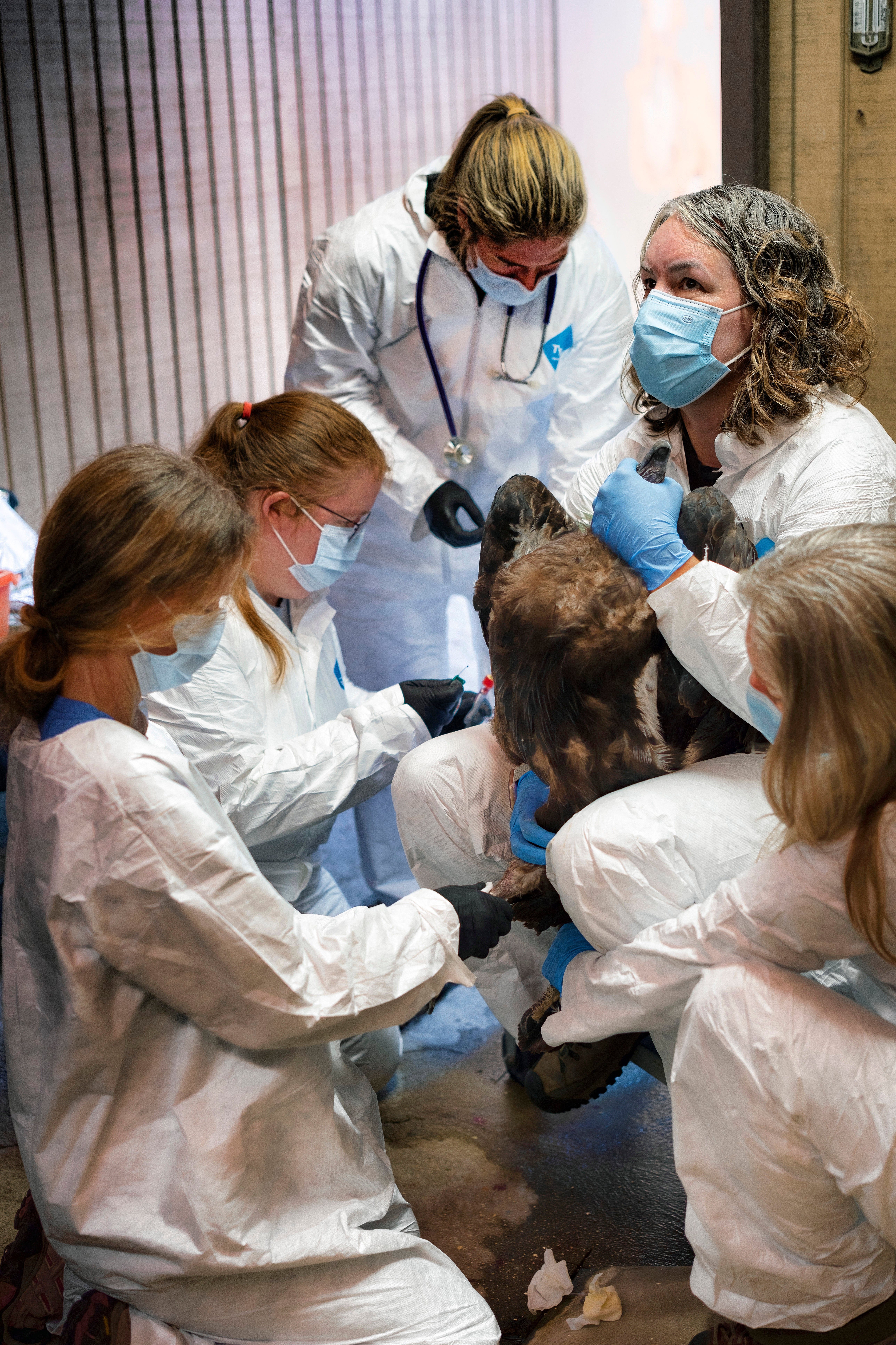 California Condors Vaccination