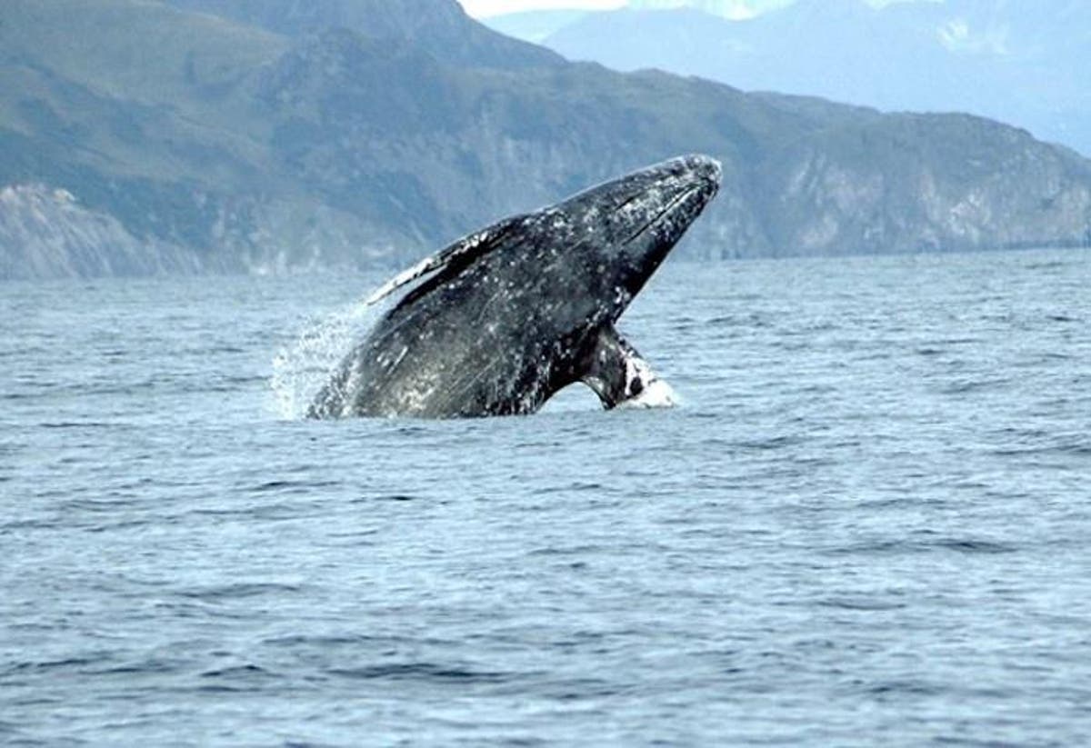 Scientists may have finally decoded mystery behind whales washing up dead along Pacific coast