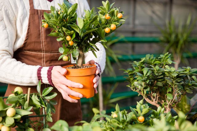 Make sure you look after your plants this winter by bringing them in from the cold (Alamy/PA)