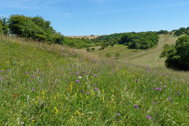 The Pyecombe golf course in the South Downs National Park has become a haven for butterflies after 34 species were discovered living in the rough (Neil Hulme/South Down National Park Authority/PA)