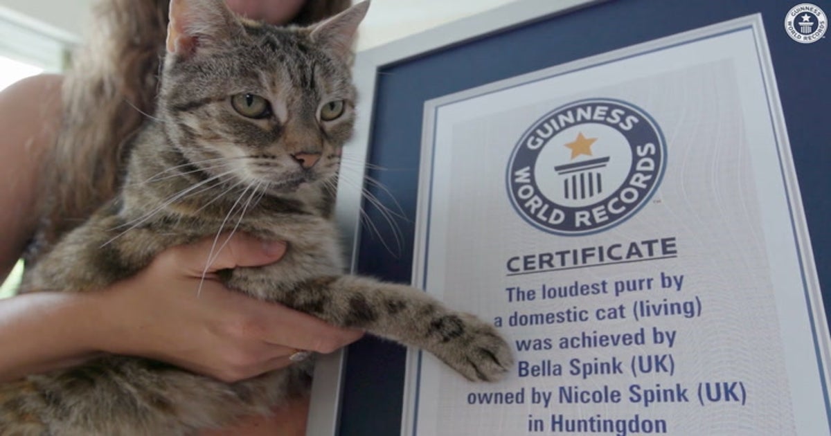 Watch: Cat breaks record for world's loudest purr Lifestyle