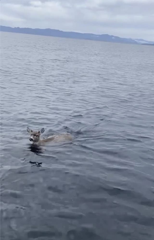 Alaska Deer Rescue