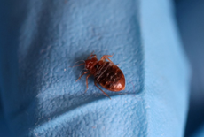Bedbugs spread to hotels and hostels in Europe after Paris outbreak