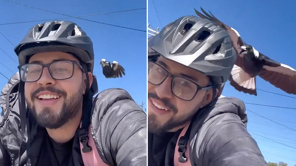 <p>Magpie’s daily targeted attack on cyclist on way home from work caught on camera.</p>