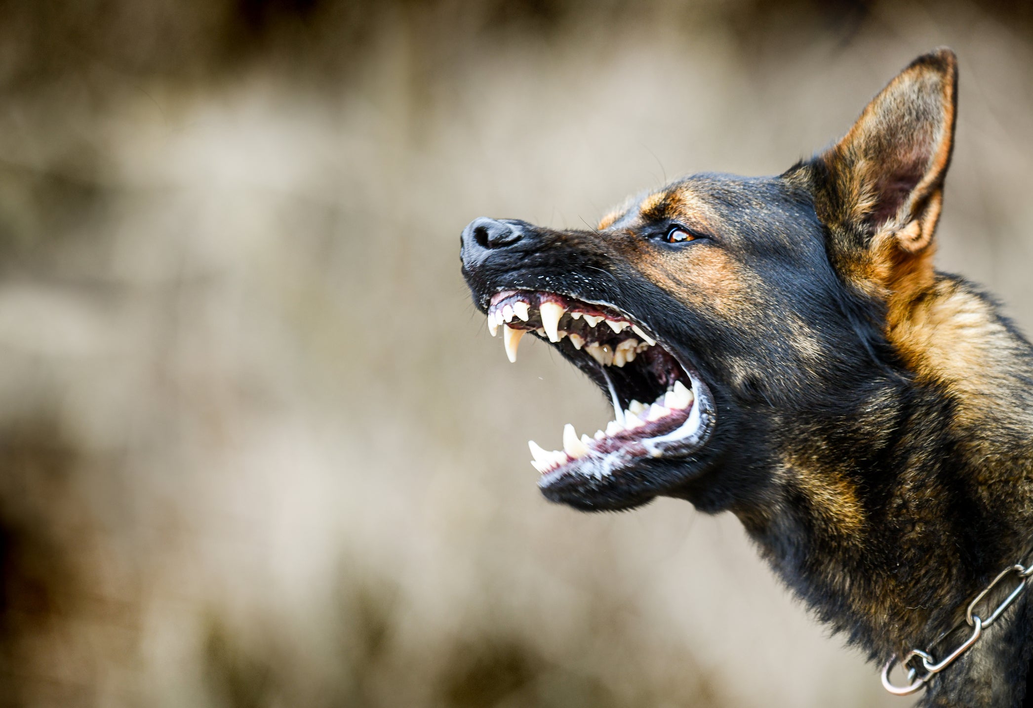 independent.co.uk - J.R. Duren - What happens if your dog bites someone? Insurance experts explain