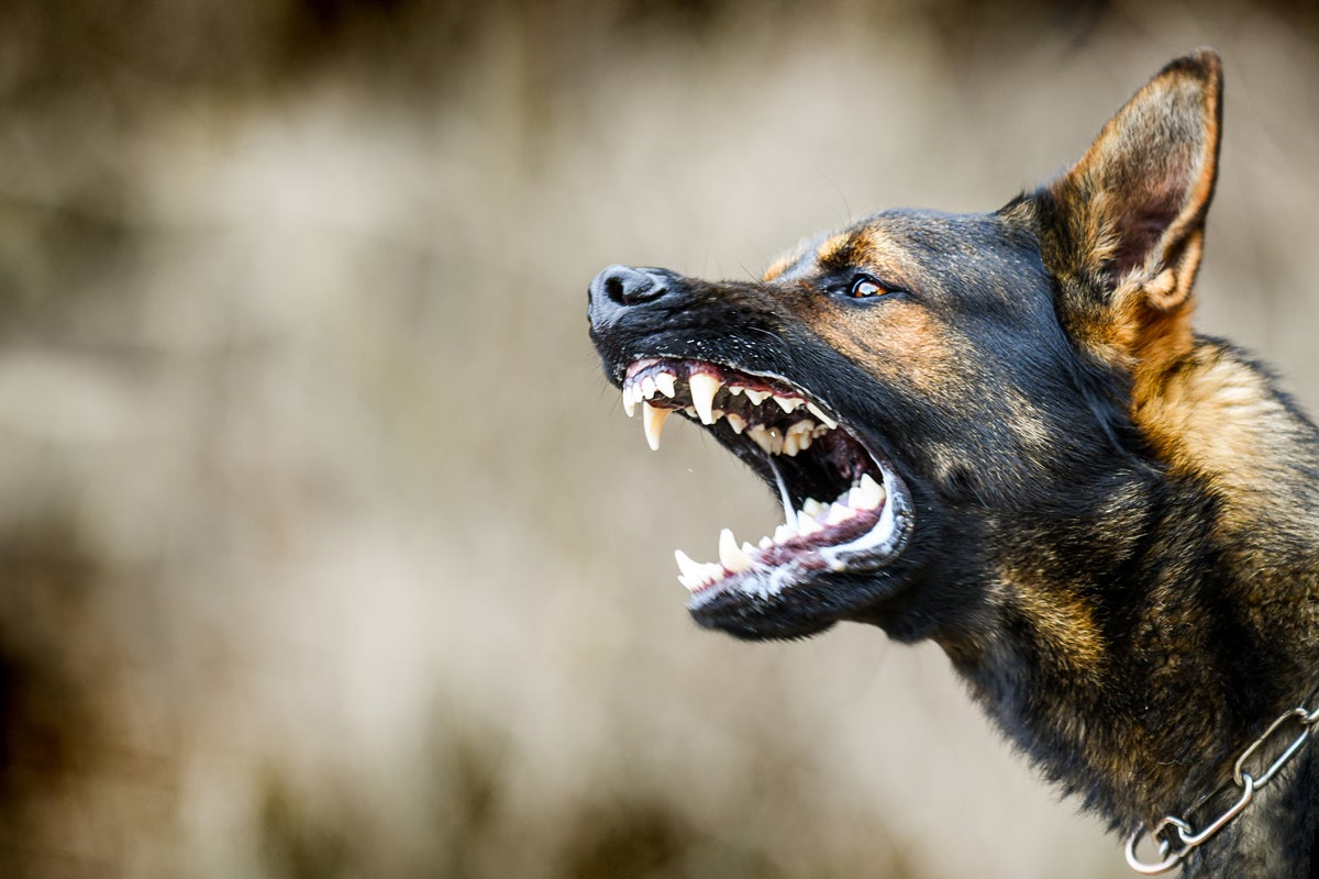 US claims for dog bites hit nearly $2B. What victims and pet owners need to know