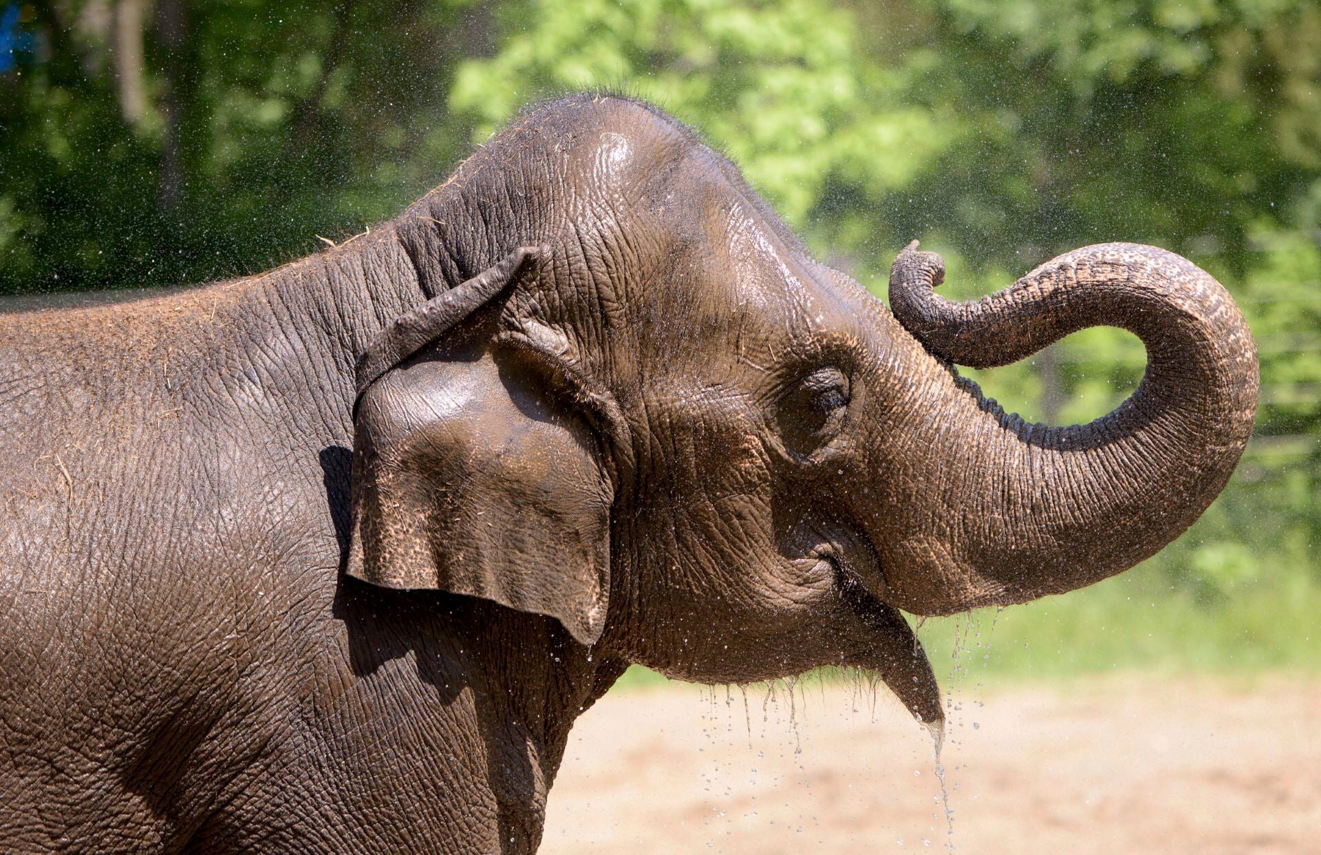 This is an image of Rani, an Asian elephant who died after getting spooked by a small lost dog