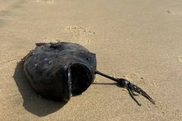 <p>Angler fish that washed up on the shore of a California park. </p>