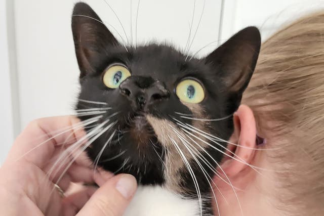 A cat with two noses has been deemed ‘one-of-a-kind’ by an adoption centre (Cats Protection)