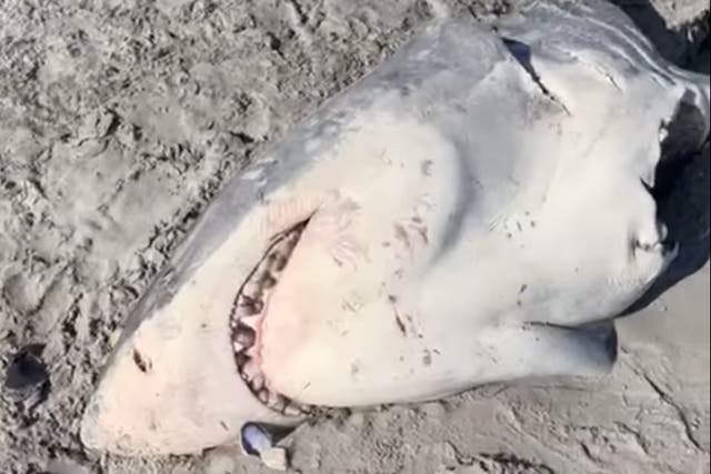 <p>The great white carcass washed up near Portland, Victoria</p>