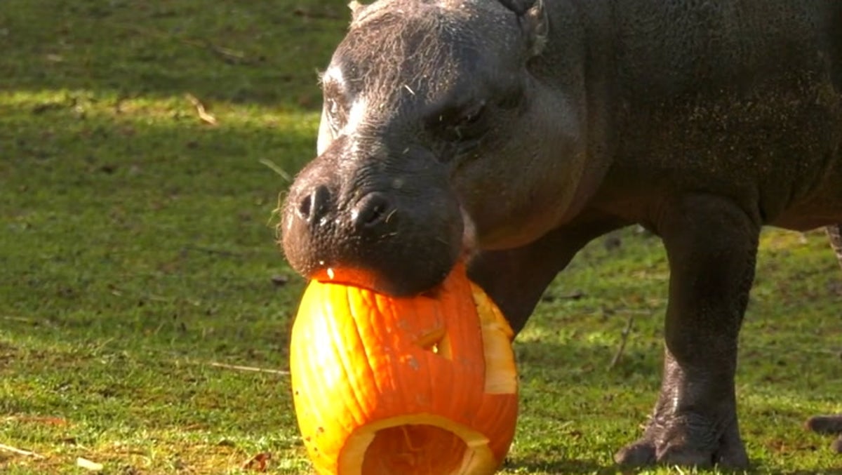 Hungry hippos and orangutans enjoy Halloween treats at Chicago zoo