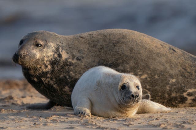 The Government said it was working to assess ‘non-lethal deterrent options’ to keep seals away from fishing catches (Joe Giddens/PA)