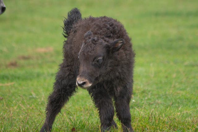 Baby yaks Cedric, pictured, and Tonks are the latest arrivals at Whipsnade Zoo (Whipsnade Zoo/PA)