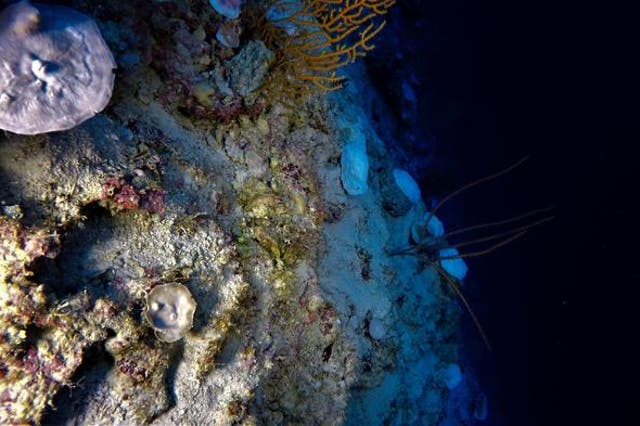 <p>The evidence of coral damage was observed during a research cruise in November 2019, during which scientists from the University of Plymouth were using remotely operated underwater vehicles equipped with cameras to monitor the coral health below the ocean surface</p>