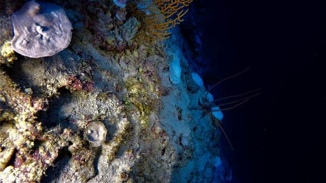<p>The evidence of coral damage was observed during a research cruise in November 2019, during which scientists from the University of Plymouth were using remotely operated underwater vehicles equipped with cameras to monitor the coral health below the ocean surface</p>