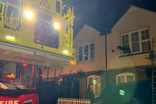 Fire services attended a house in Tottenham to save a husky that made its way onto a window ledge (London Fire Brigade)
