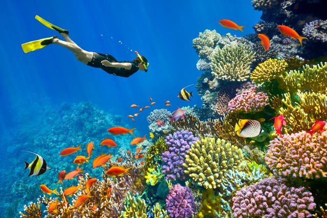 <p>Set beside the Red Sea’s crystalline waters, Sharm is the perfect destination for both relaxation and adventure </p>