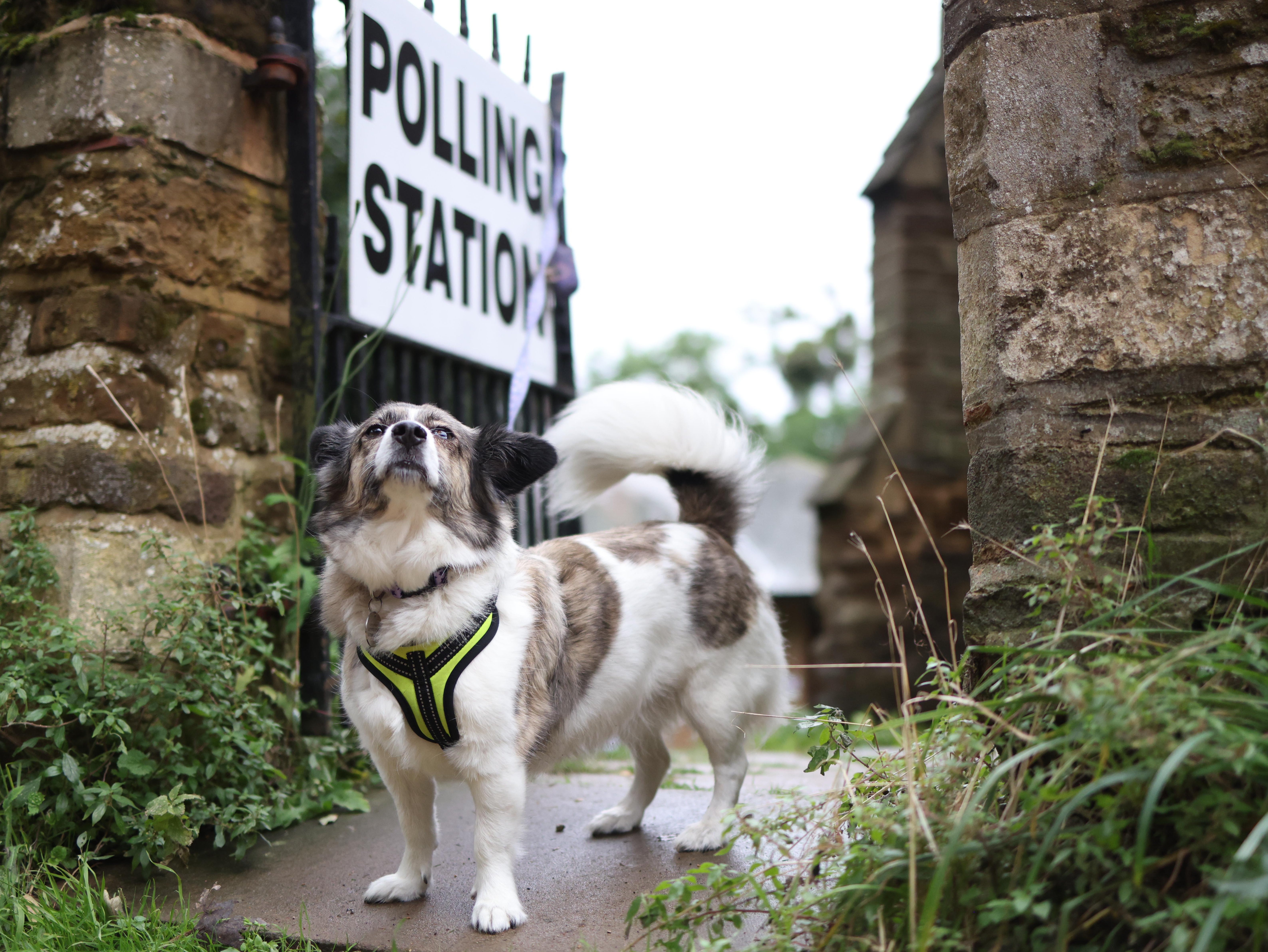 When there is a picture of a polling station, a dog is never far away